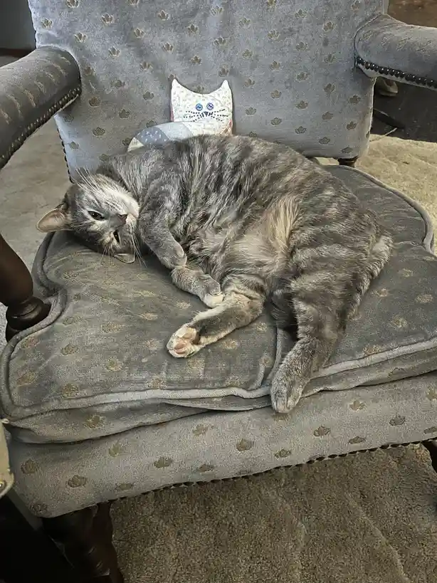 A gray tabby cat is curled up and sleeping on a gray upholstered armchair with a small cat-shaped pillow behind it. The…