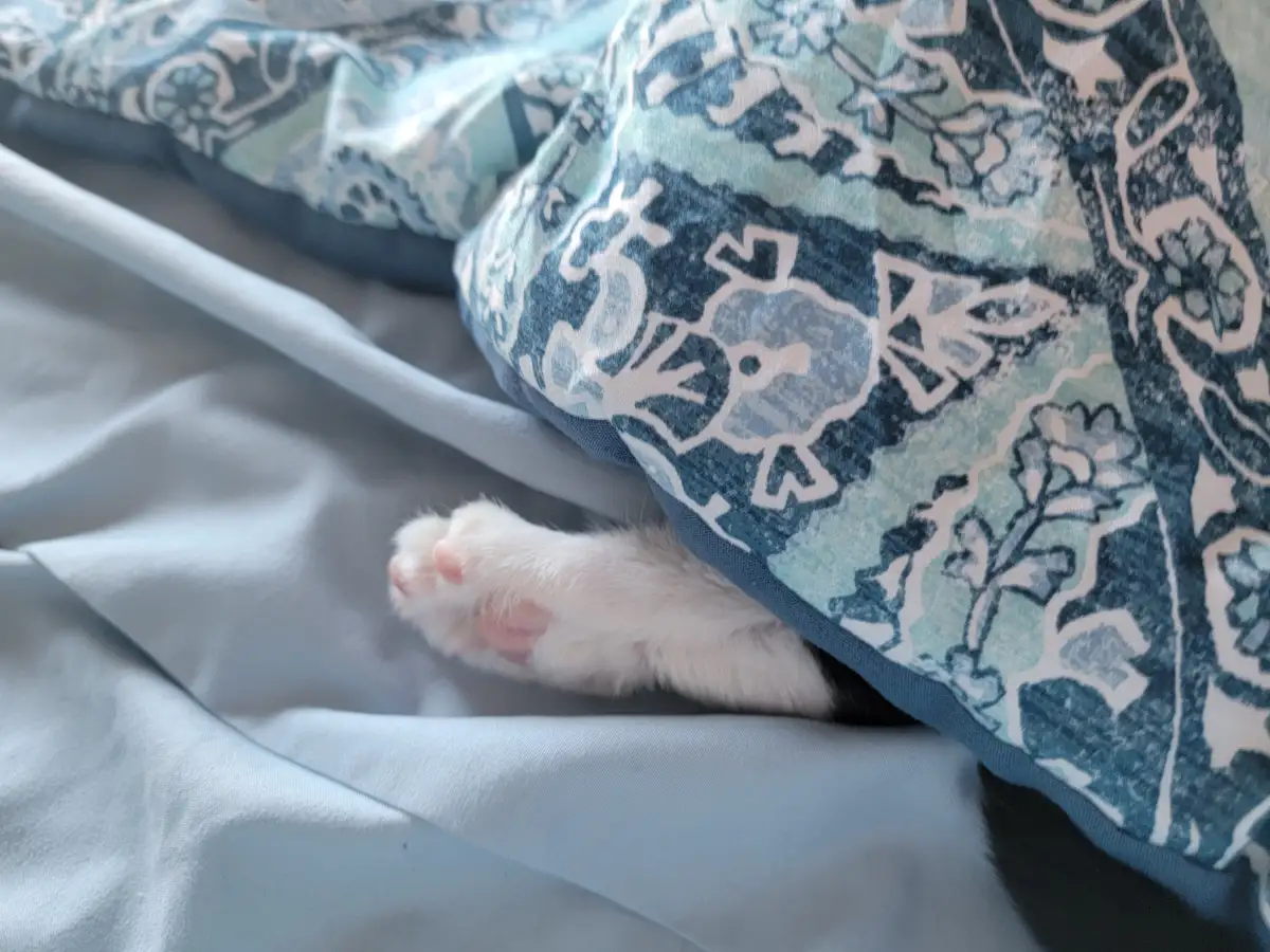 A close-up photo shows a single white cat paw with pink pads peeking out from under a blue and white patterned blanket…