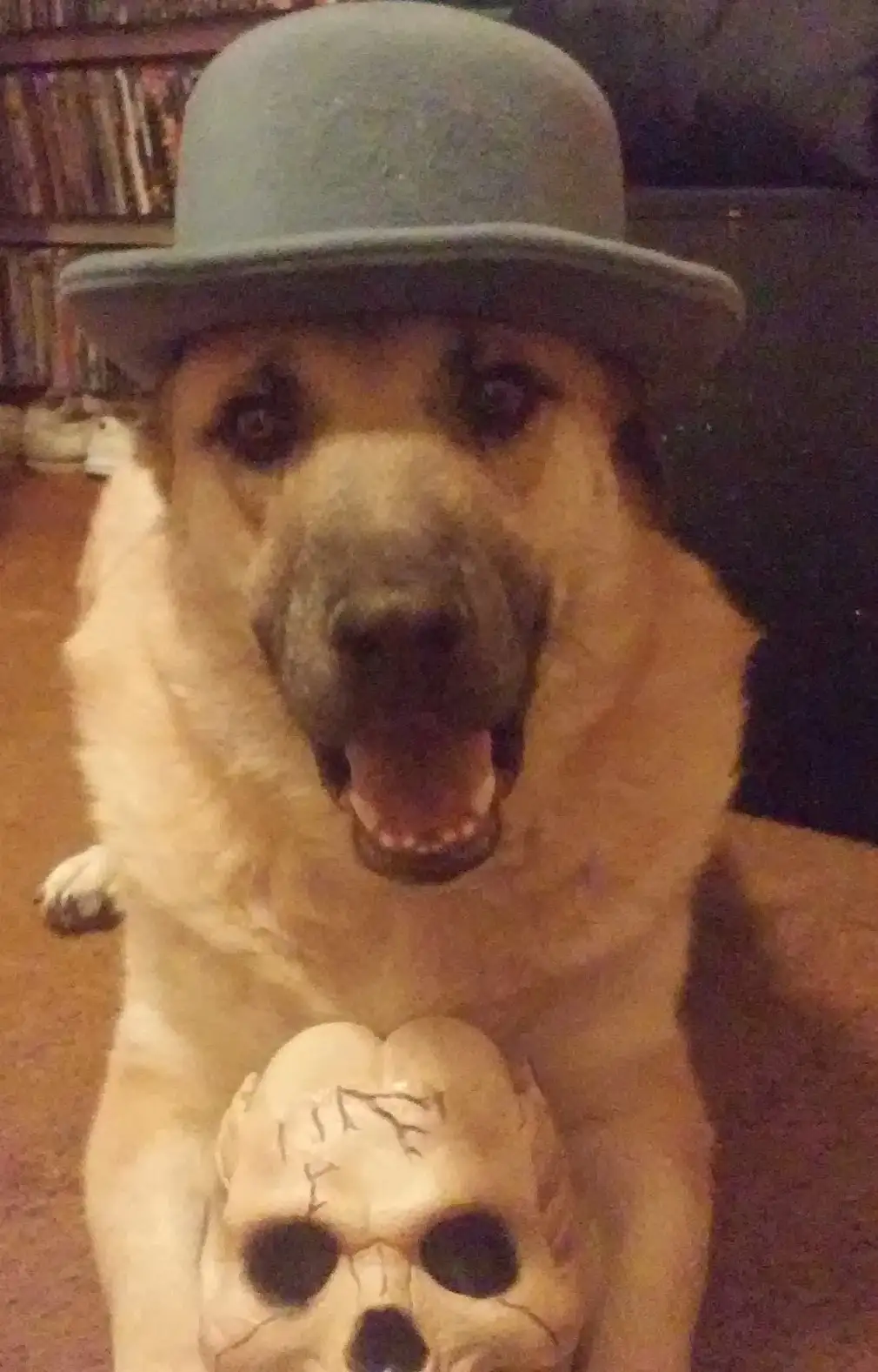 A large, light-furred dog wearing a grey bowler hat sits indoors, holding a plastic skull in its paws. The dog has its mouth…