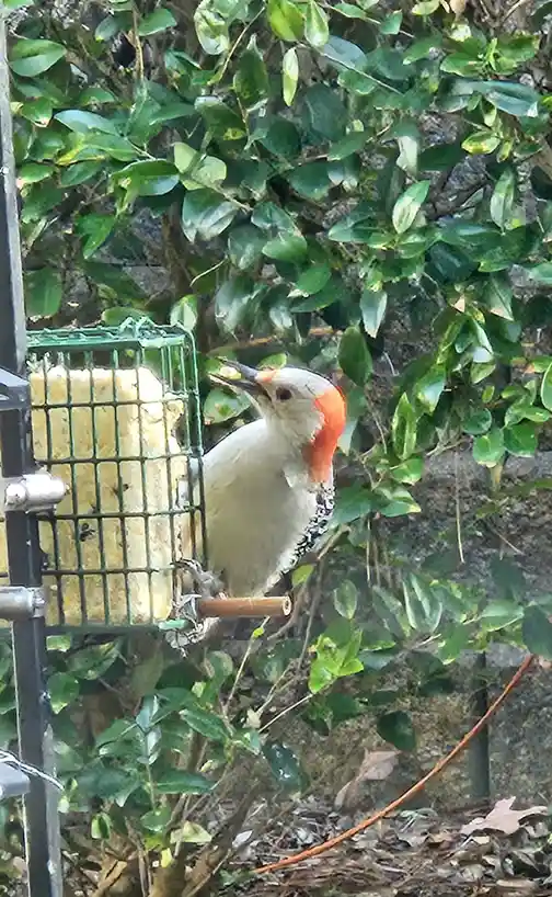 A red-bellied woodpecker perches on a green wire bird feeder filled with suet, holding a piece of food in its beak. The bird…