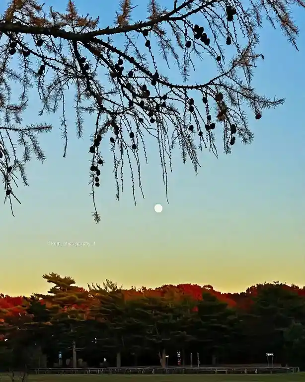 A serene landscape photo shows a silhouetted tree branch with pinecones hanging over a gradient sky transitioning from blue…