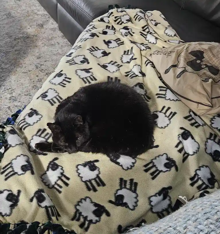 A black cat is curled up and sleeping on a cream-colored fleece blanket that is covered in repeating cartoon sheep patterns…