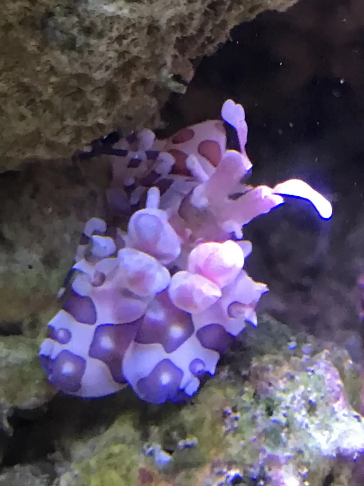 A close-up photo of a purple and white spotted sea slug, likely a type of nudibranch, clinging to a textured underwater rock…