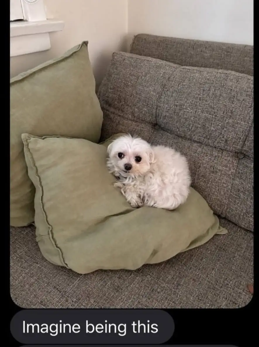 A small, fluffy white dog with large, expressive eyes sits curled up on a green cushion placed on a gray fabric couch. The…