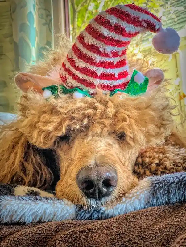 Wishing a Joyful and Merry Season to All Imgurians!