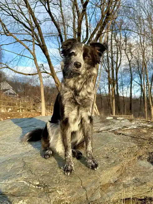 A black and white speckled dog sits upright on a large, mossy rock outdoors, looking directly at the camera with a serious…
