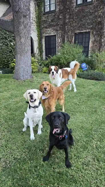 Four dogs — a white lab, a golden retriever, a black lab, and a Saint Bernard — pose cheerfully on a grassy lawn in front of…