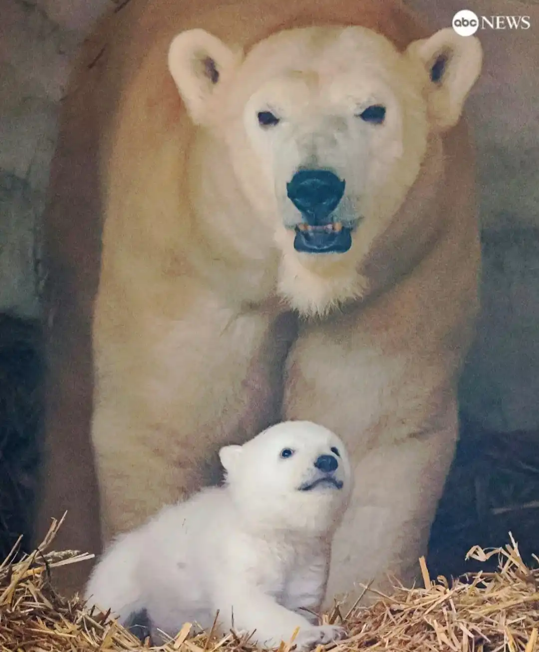A large adult polar bear stands behind a small white polar bear cub on a bed of straw. The adult bear has its mouth slightly…