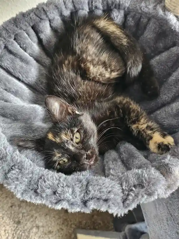 A tortoiseshell cat with green eyes lies curled up in a plush gray cat bed, looking directly at the camera with a relaxed…