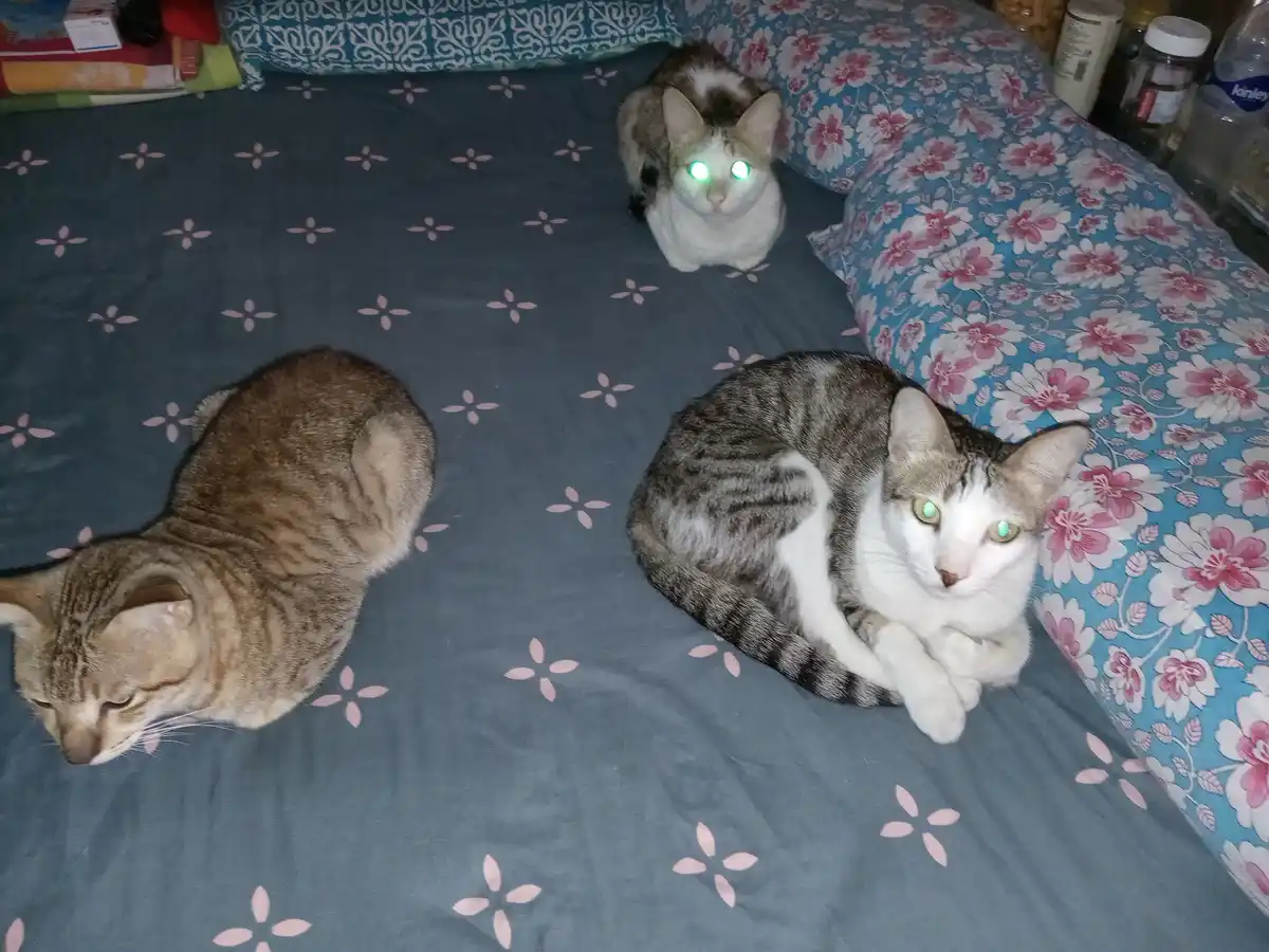 Three cats are on a bed with a blue floral-patterned comforter; one cat in the background has glowing green eyes and is…