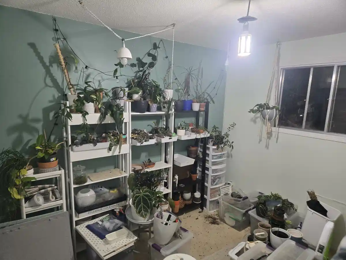 A room filled with numerous potted plants on shelves, hanging from the ceiling, and scattered on the floor, with soil stains…