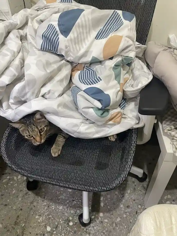 A tabby cat peeks out from under a rumpled, patterned blanket draped over an office chair, looking directly at the camera…