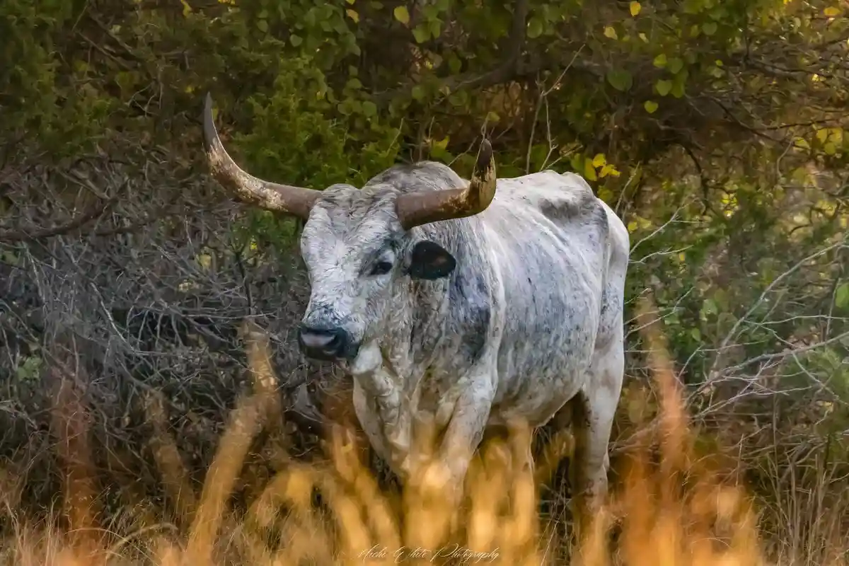 The Mighty Longhorn: A Symbol of Strength
