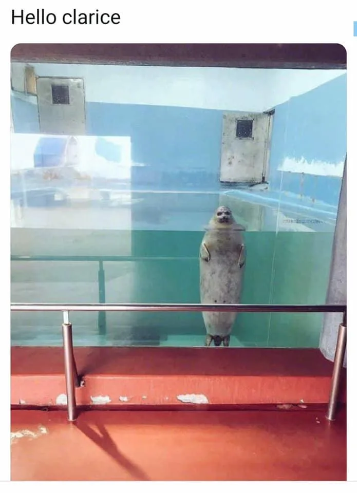 A seal stands upright in a glass-walled aquarium pool, looking directly forward with a calm expression. The water is clear…