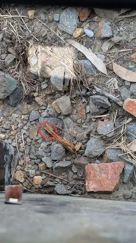 A close-up photo shows a patch of gravel, dirt, and scattered rocks with a small, rusted stick lying among them. A red…