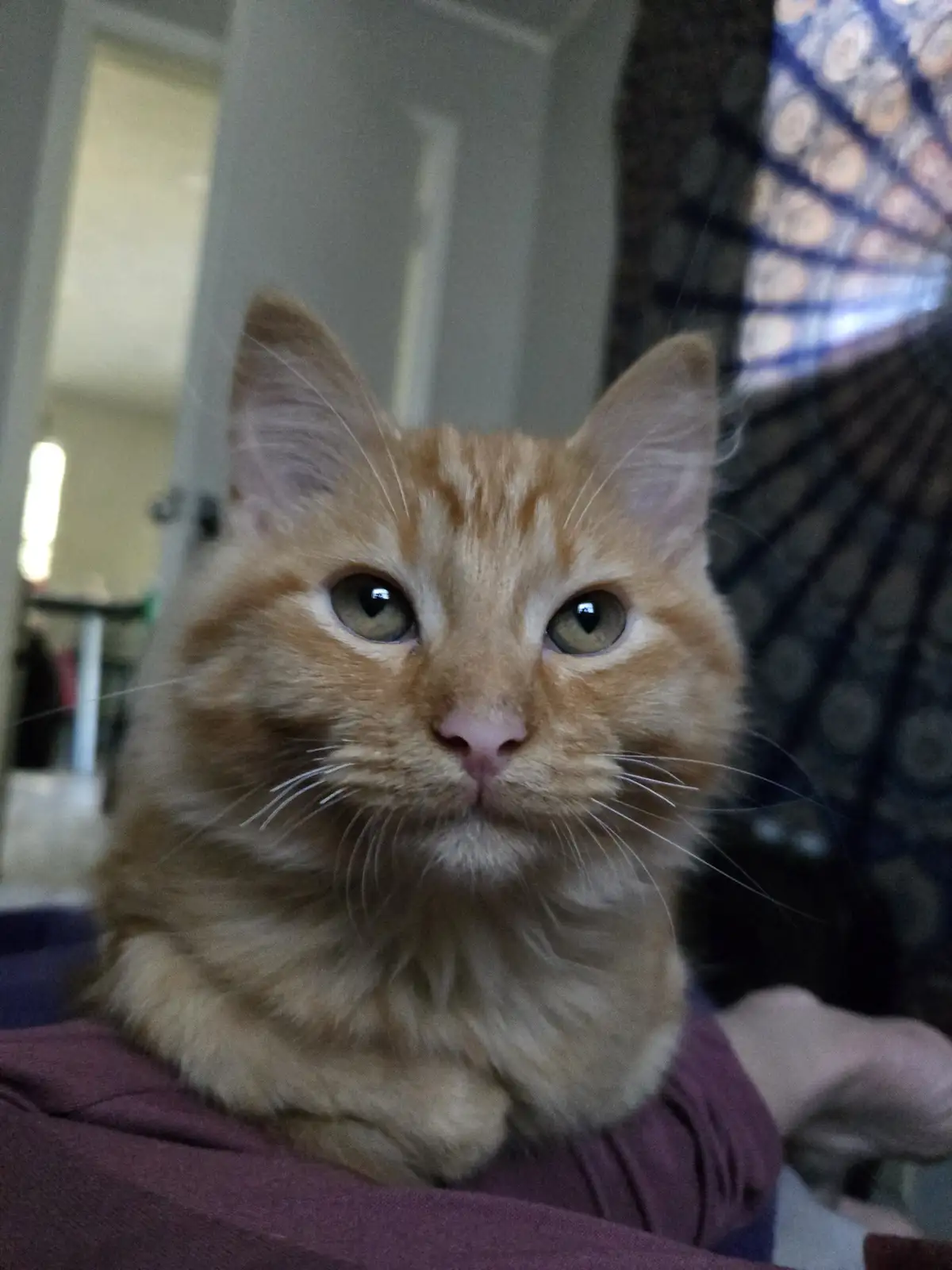 A close-up photo of a fluffy orange tabby cat with wide, unblinking green eyes staring directly at the camera, perched on a…