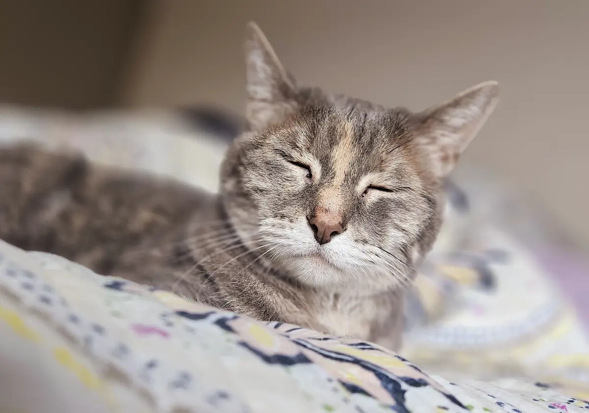 A close-up photo of a gray tabby cat with its eyes squeezed shut, appearing deeply relaxed or asleep, resting on a patterned…