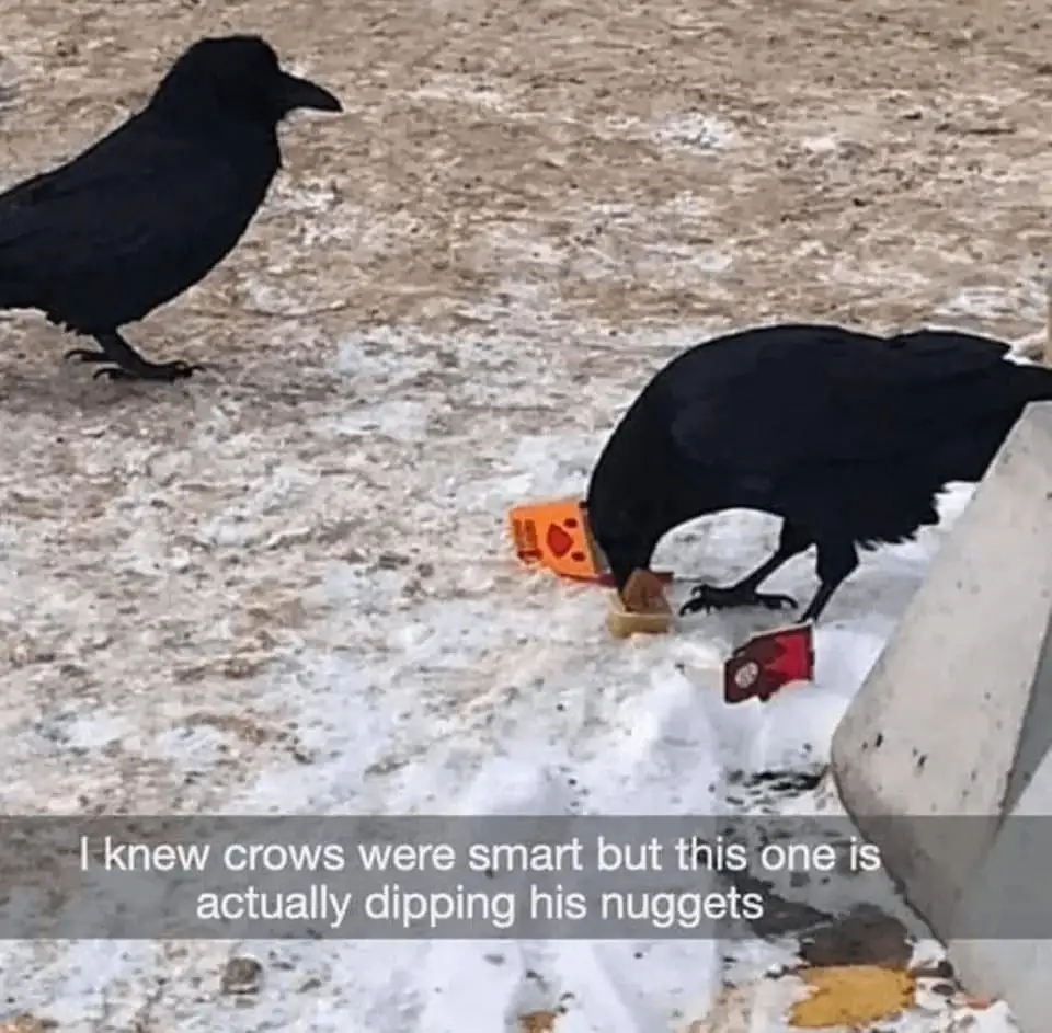 I can't help but upvote adorable birds!