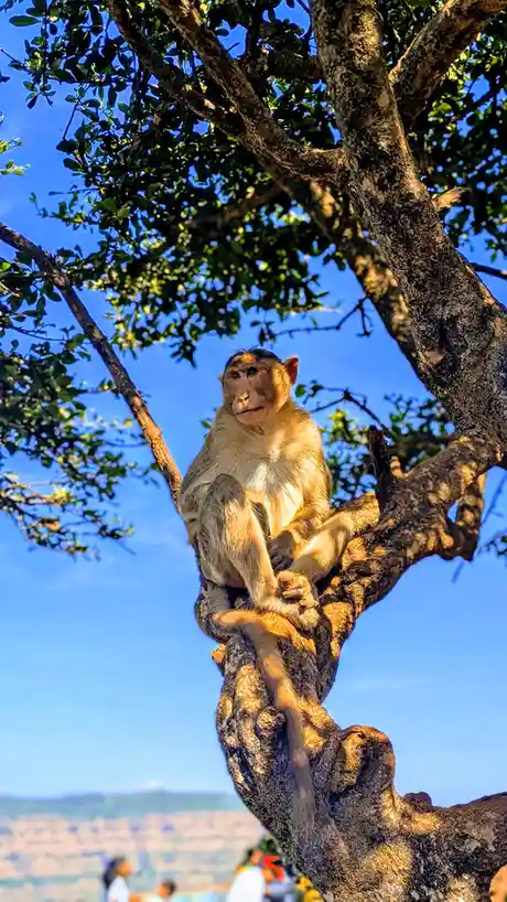 A monkey sits calmly on a thick tree branch against a bright blue sky, looking directly at the camera with a neutral…