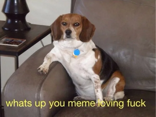 A beagle dog sits upright on a brown leather couch, one paw resting on the armrest, looking directly at the camera with a…