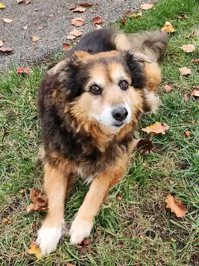 Peanut the Dog Chronicles: Day 1552 of Cuteness Overload