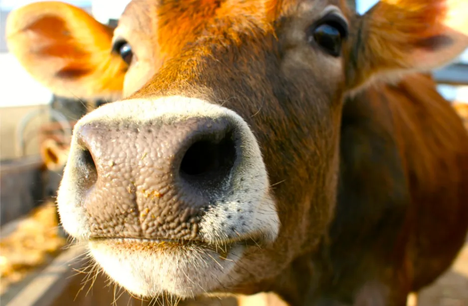 A close-up photo of a brown cow's face, with its nose and eyes filling the frame, looking directly at the camera. The cow…