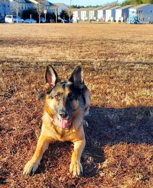 A German Shepherd dog is lying down in a dry, brown grassy field, looking directly at the camera with its tongue out. In the…