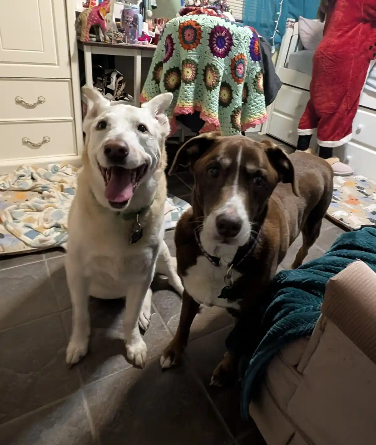 Two dogs sit on a tiled floor in a home; one is white and smiling with its mouth open, the other is brown and looks serious…