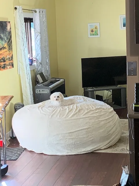 A small white fluffy dog sits atop a large, round, off-white bean bag chair in a living room. The room has yellow walls, a…