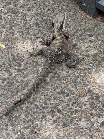A large, dark-colored lizard with a spiky crest and long tail lies sprawled on a pebbled concrete surface, appearing…