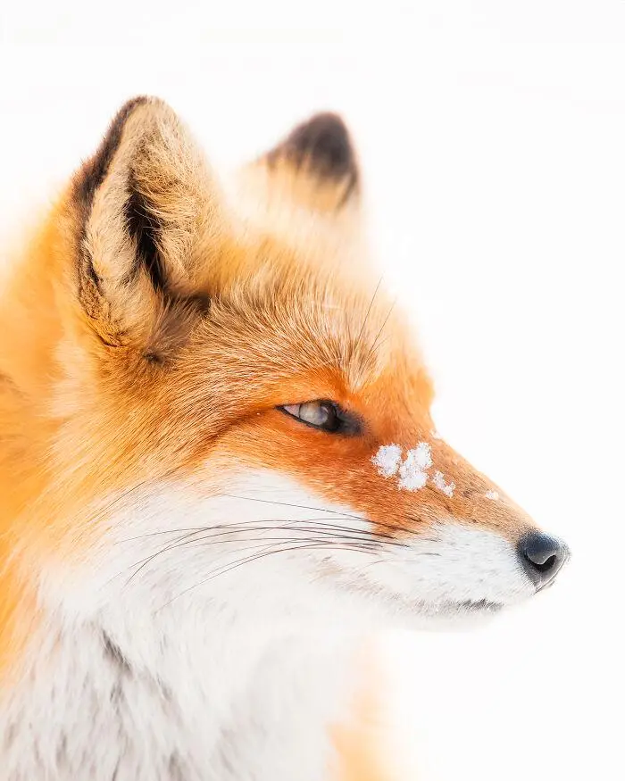 A close-up profile shot of a red fox with snowflakes on its snout, set against a snowy white background. The fox has a calm…