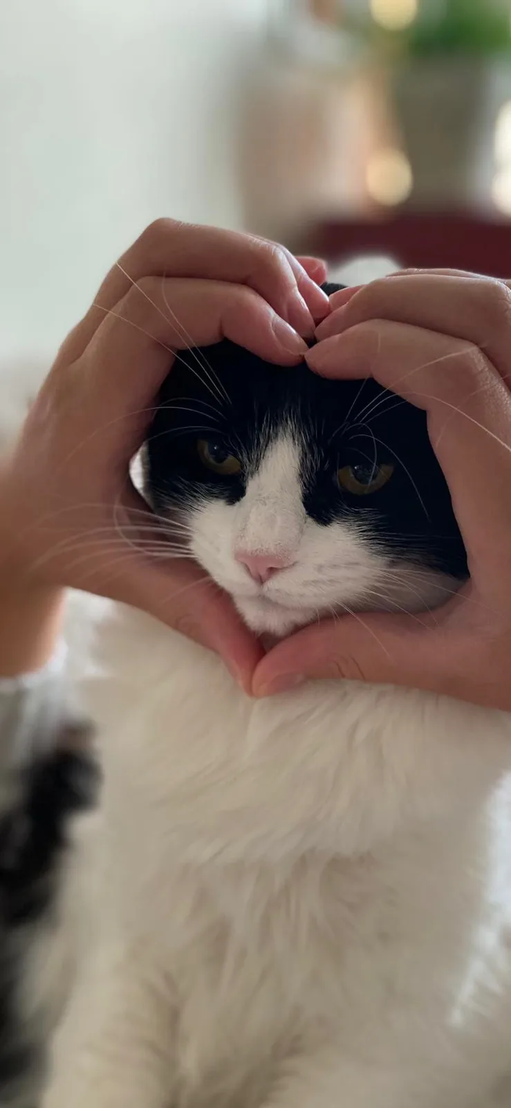 A black and white cat with a white chest and face is being framed by two human hands forming a heart shape around its head…