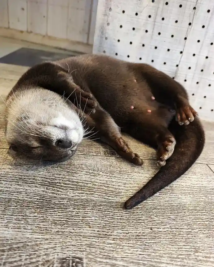 A brown otter is lying on its back on a wooden floor, appearing to be sleeping or resting with its paws up. Its belly is…