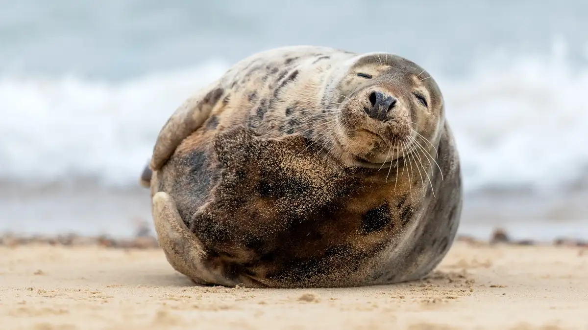 A stout grey seal, well-fed and juvenile, lounges on the Norfolk Coast, a habitat shared by over 3,000 pups born annually on…