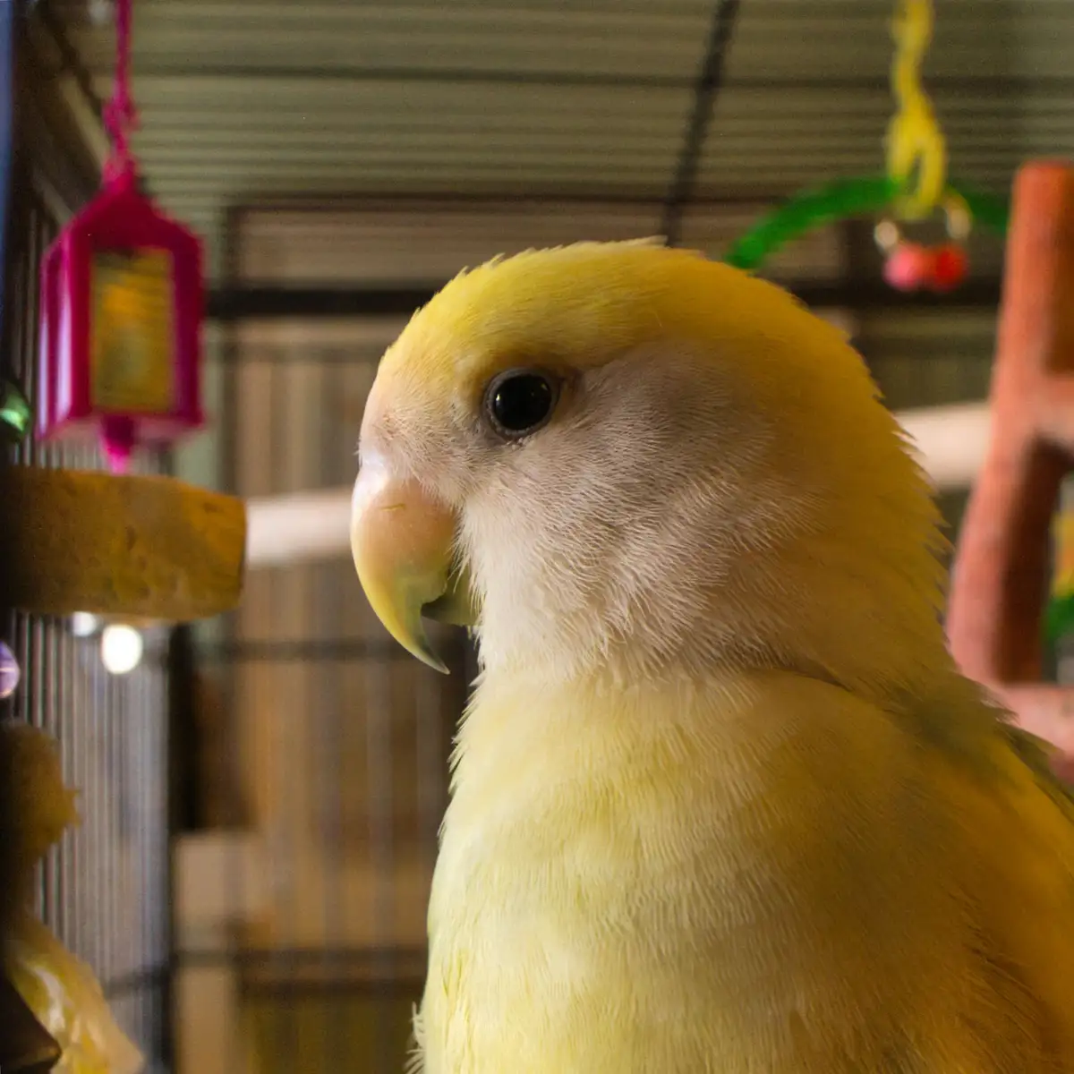 A close-up photo of a yellow parrot inside a cage, looking sideways with a calm, almost human-like expression. The…