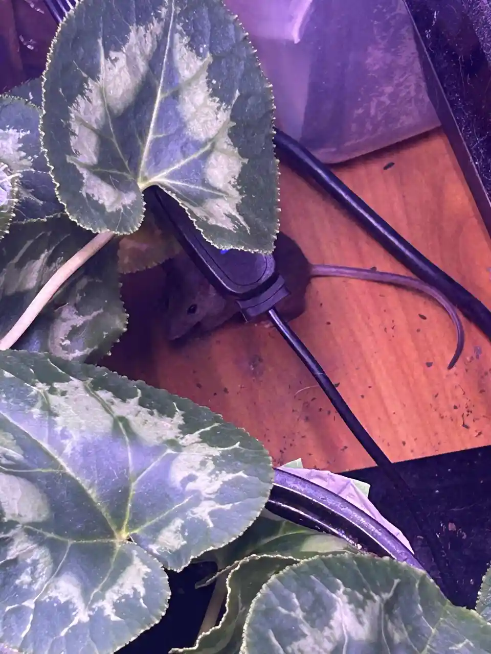 A small mouse is partially hidden under a large, variegated green leaf of a potted plant, peeking out from behind a black…