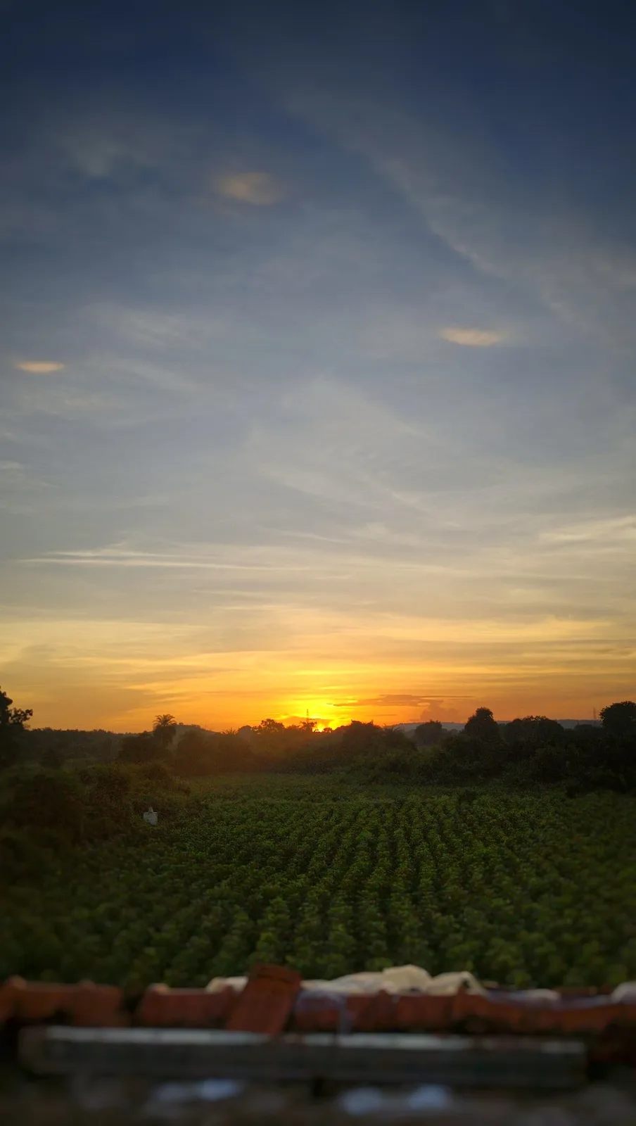 A serene sunset over a lush green field with trees in the distance, viewed from behind a blurred foreground of red bricks…
