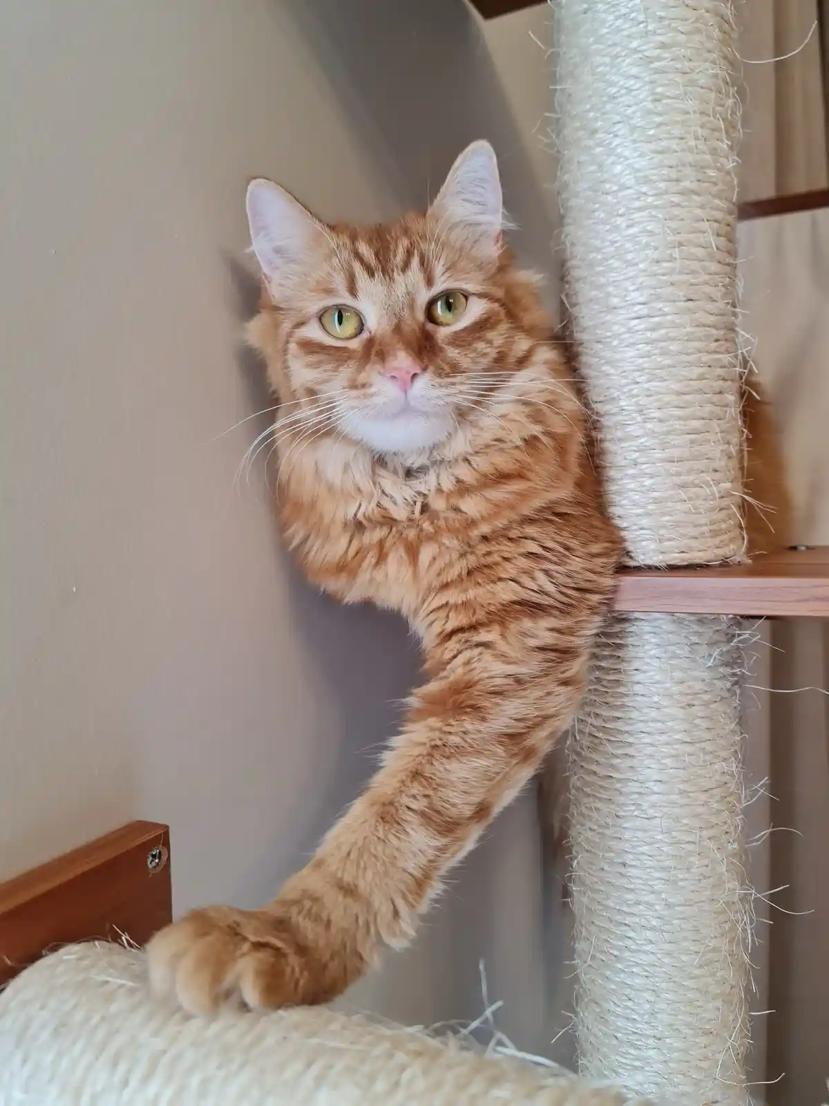An orange tabby cat with green eyes is perched on a sisal-covered cat tree, looking directly at the camera with a calm…