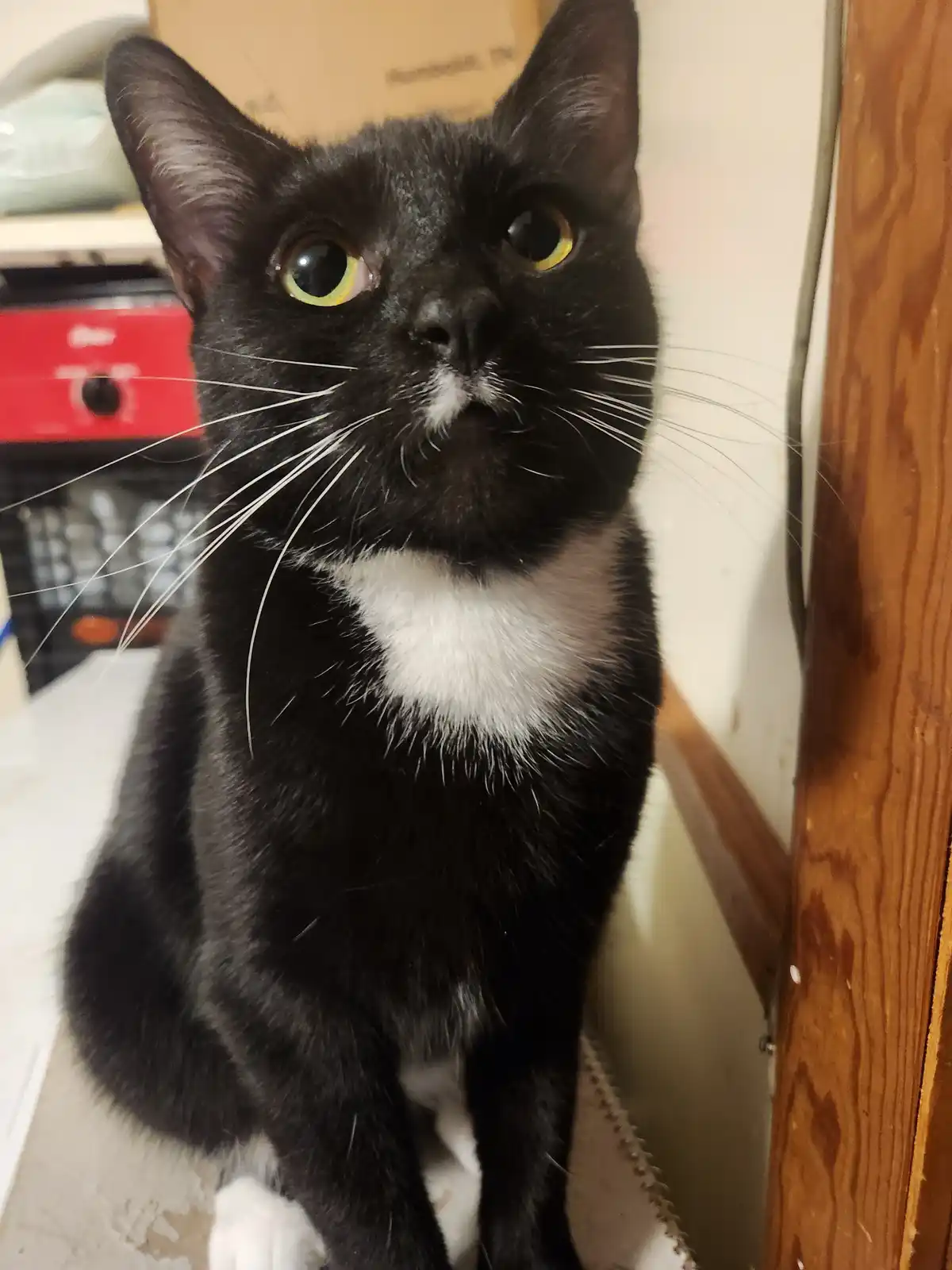 A black cat with a white chest and paws sits upright, looking directly at the camera with wide, yellow-green eyes. The…