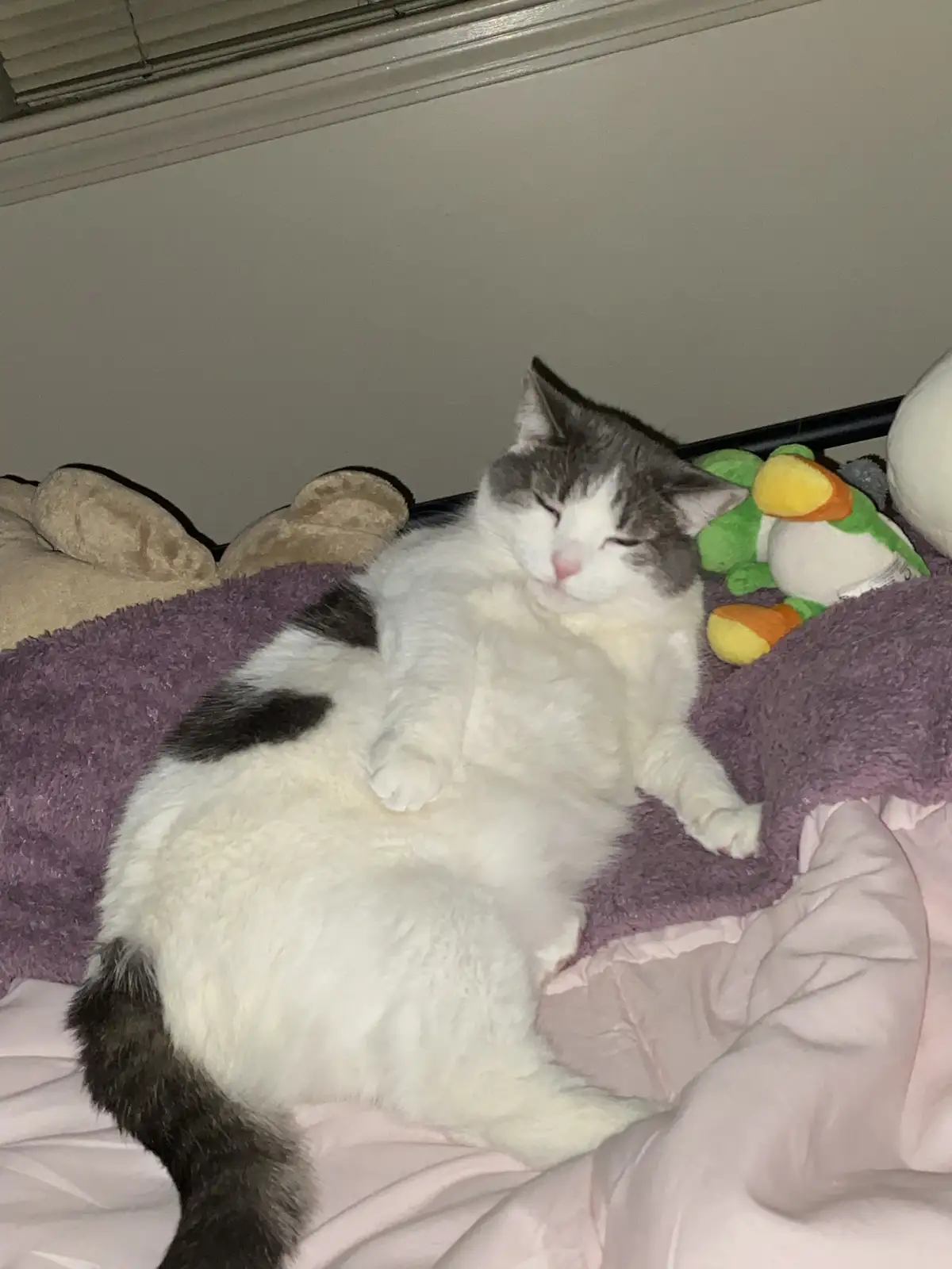 A fluffy white and gray cat is sleeping soundly on its side on a bed with purple and pink bedding, surrounded by stuffed…