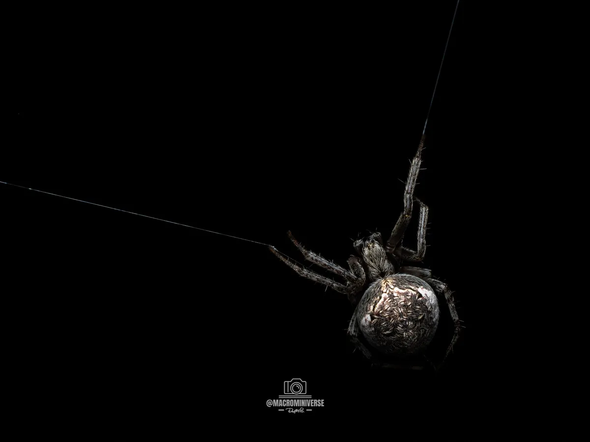 A close-up photograph of a spider hanging from its web against a solid black background, with the overlaid text 'i'm not…