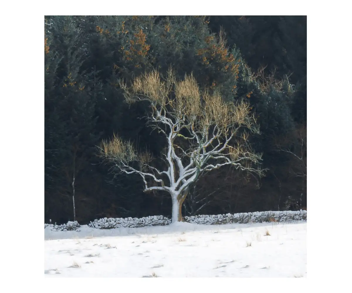 A solitary, snow-dusted deciduous tree stands in a snowy field, its bare branches stark against a dark forest backdrop. The…