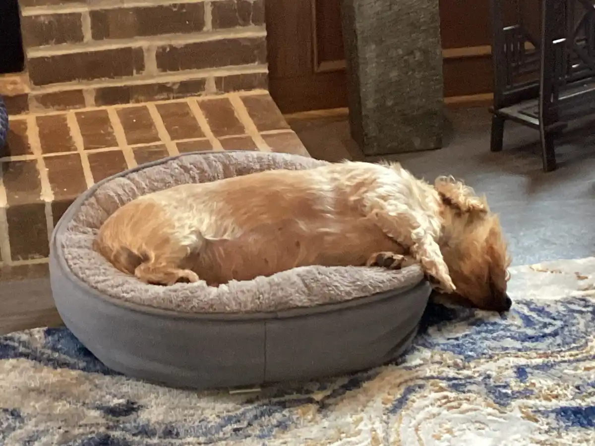 A small, light brown, fluffy dog is curled up and sleeping soundly in a gray, circular dog bed. The dog's head is resting on…