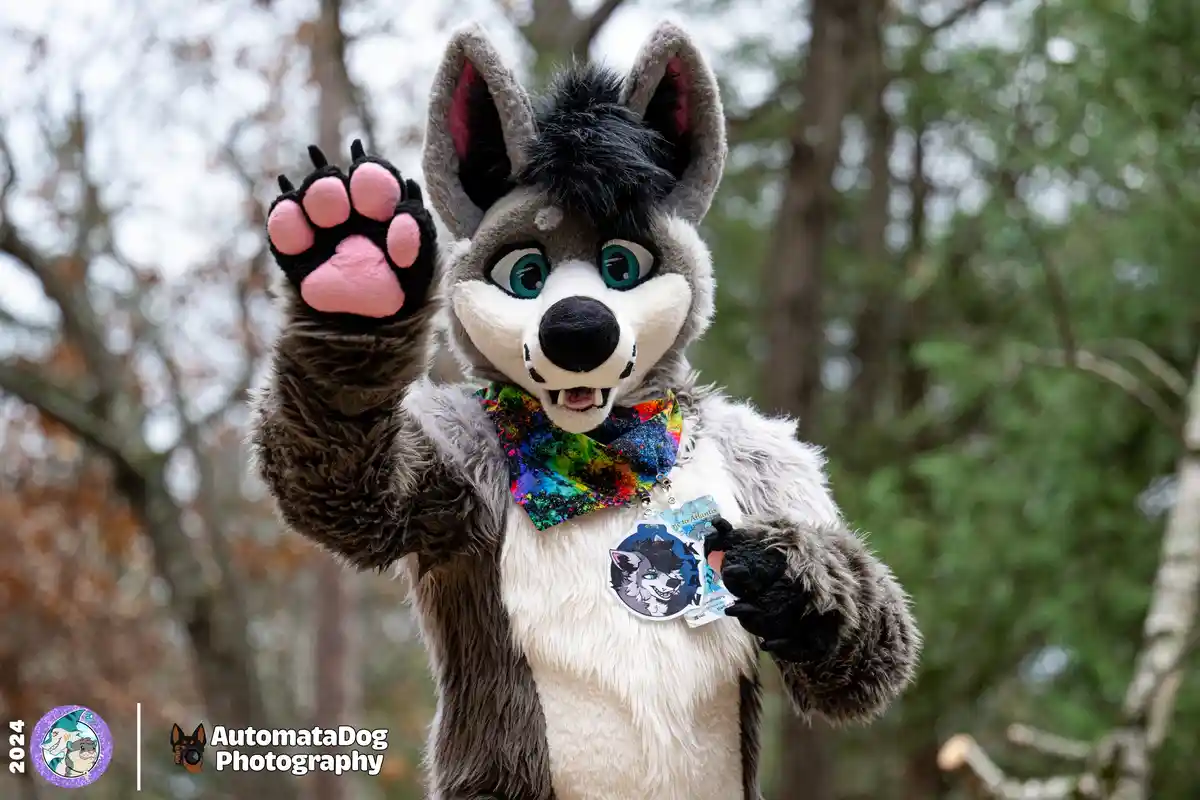 A person in a detailed grey and white wolf fursuit with blue eyes and pink paw pads waves cheerfully at the camera while…