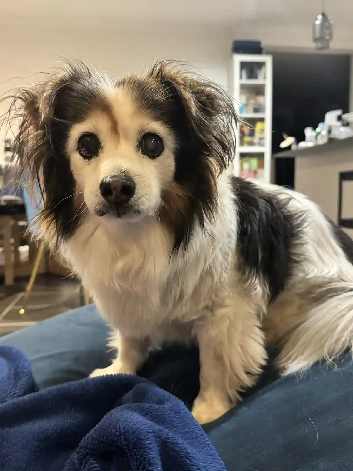 A small, fluffy dog with wide, expressive eyes and messy fur sits on a blue blanket, looking directly at the camera with an…