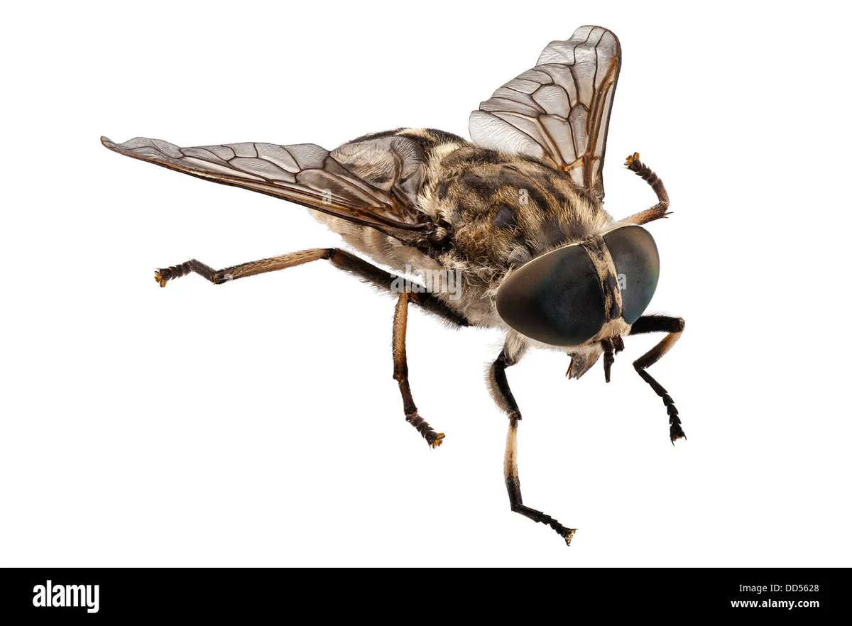 A high-resolution macro photograph of a horsefly against a plain white background, showing its large compound eyes, hairy…