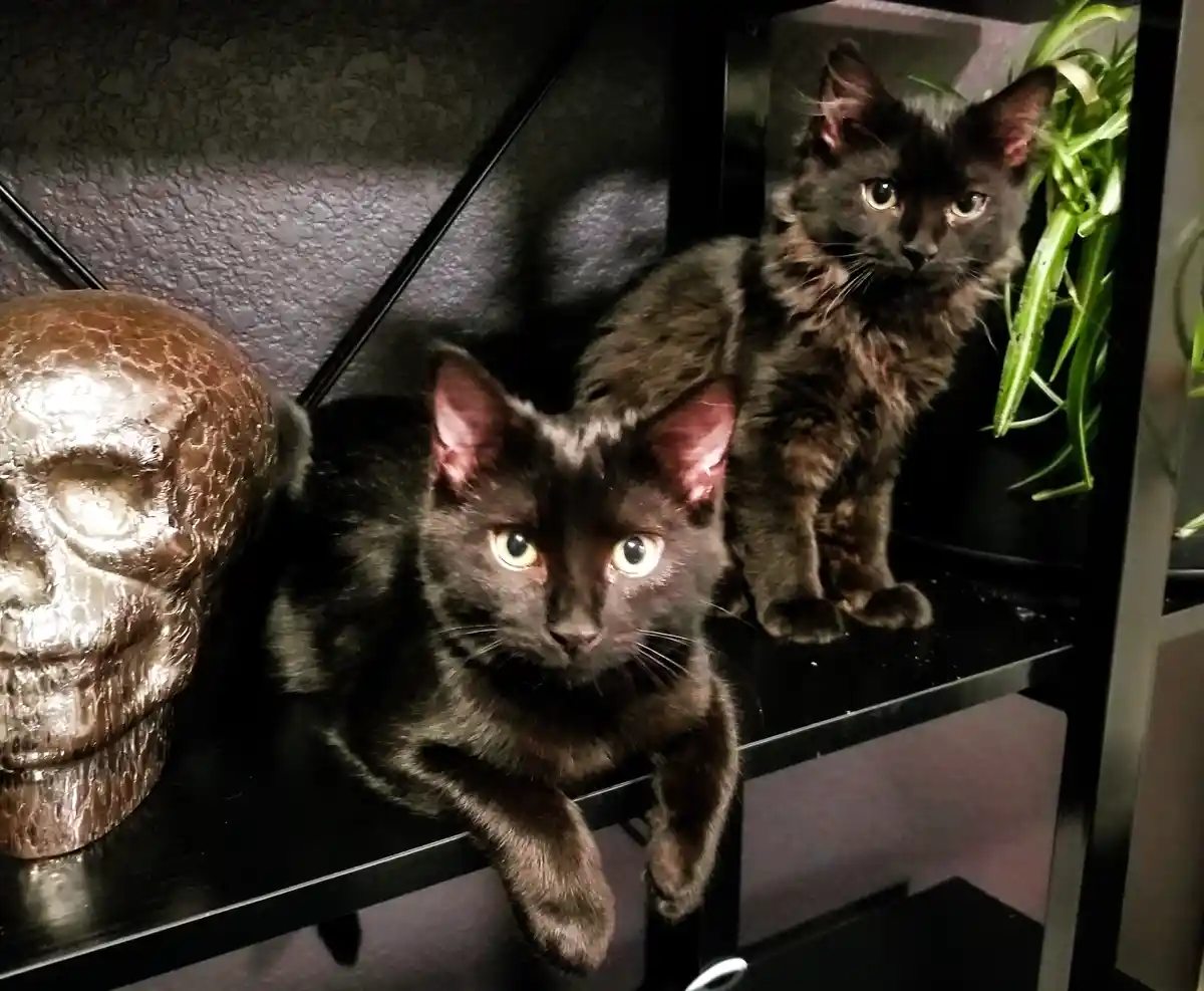 Two black cats sit on a dark shelf next to a metallic skull decoration and a green plant. The cat in the foreground stares…
