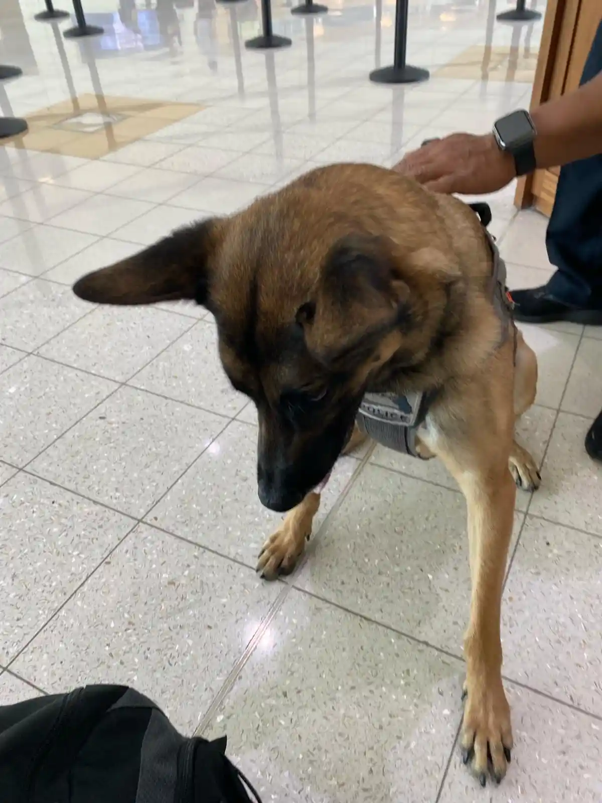 A brown and black German Shepherd wearing a police vest stands on tiled flooring, looking down with its tongue slightly out…