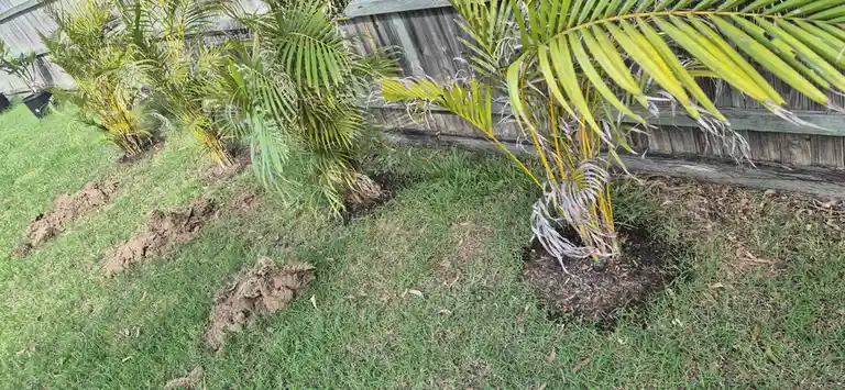 A row of small palm trees planted in a grassy yard next to a wooden fence, with visible mounds of freshly dug soil beside…