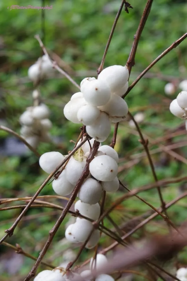 A close-up photograph shows clusters of round, white, snowball-like berries hanging from thin, brown branches against a…